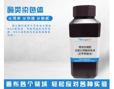 酶類染色