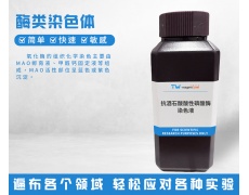 酶類(lèi)染色