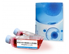 人細胞系