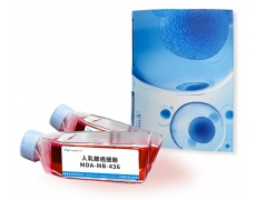 細胞系專用培養(yǎng)基